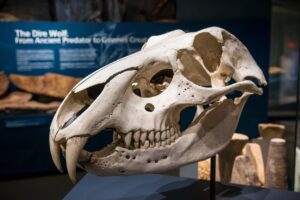 Read more about the article The Dire Wolf: From Ancient Predator to Modern Science’s Greatest Experiment
